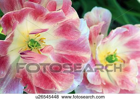 Two pink and white tulips View Large Photo Image Stock Photo - Two pink and white tulips. Fotosearch