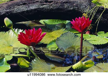 Stock Photograph - Water lilies. Fotosearch