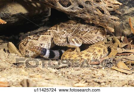 Western diamondback rattlesnake View Large Photo Image Picture - Western diamondback rattlesnake. Fotosearch