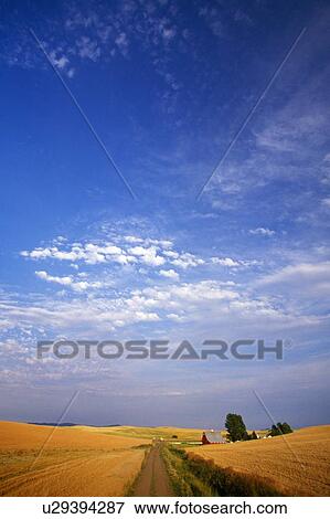 Stock Photo - Wheat field with barn in the distance. Fotosearch
