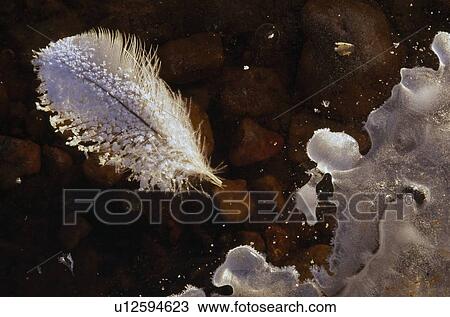 White feather resting on frozen pond View Large Photo Image Stock Image - White feather resting on frozen pond. Fotosearch