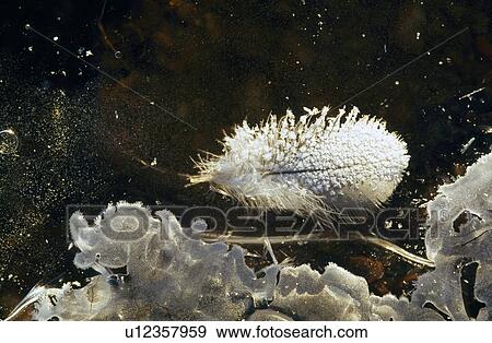 Stock Photo - White feather resting on frozen pond. Fotosearch