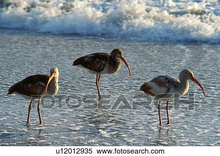 White ibis in water View Large Photo Image Stock Photography - White ibis in water. Fotosearch
