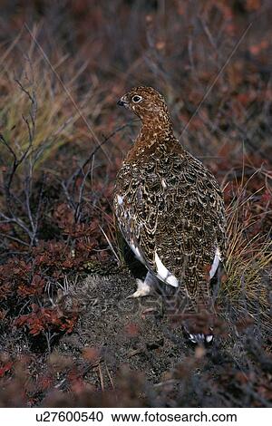 Stock Image - Willow Ptarmigan. Fotosearch