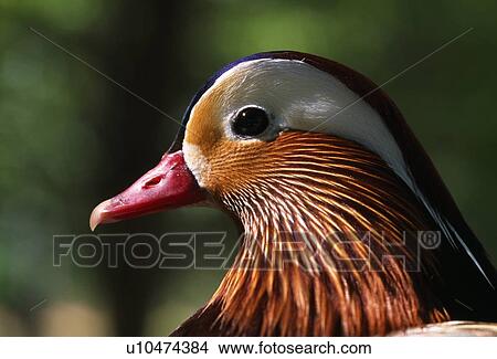 Picture - Wood duck. Fotosearch