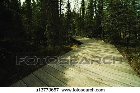 Wooden boardwalk through trees View Large Photo Image Stock Photo - Wooden boardwalk through trees. Fotosearch