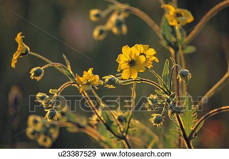 Yellow Flowers View Large Photo Image Stock Photo - Yellow Flowers. Fotosearch