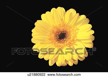 Stock Image - Yellow Gerbera daisy. Fotosearch