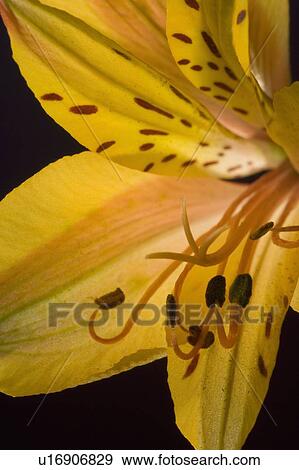 Stock Photo - Yellow Lily. Fotosearch