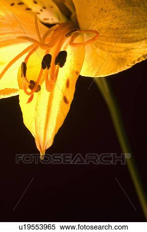 Stock Photography - Yellow lily. Fotosearch