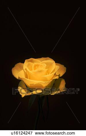 Yellow rose View Large Photo Image Stock Photo - Yellow rose. Fotosearch