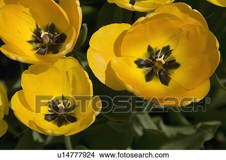 Picture - Yellow Tulips. Fotosearch