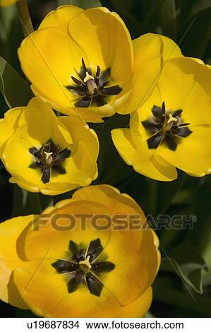 Yellow Tulips View Large Photo Image Picture - Yellow Tulips. Fotosearch