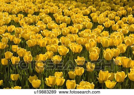 Stock Photo - Yellow Tulips. Fotosearch