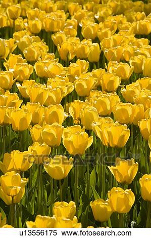 Yellow Tulips View Large Photo Image Stock Photography - Yellow Tulips. Fotosearch