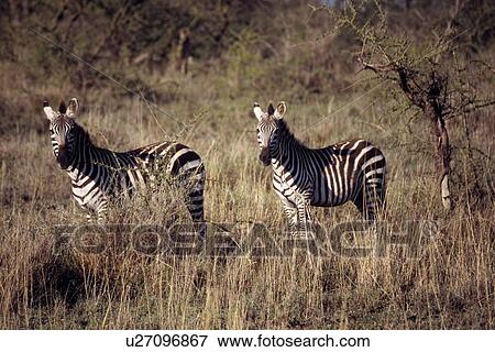 Stock Photo - Zebras. Fotosearch