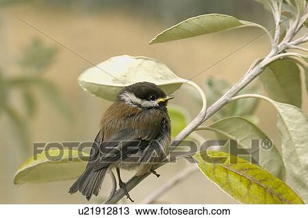 A baby bird sits in a tree View Large Photo Image Stock Image - A baby bird sits in a tree. Fotosearch