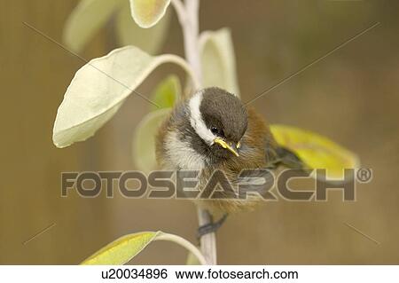 A baby bird sits in a tree View Large Photo Image Stock Photograph - A baby bird sits in a tree. Fotosearch