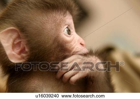 A baby monkey View Large Photo Image Stock Image - A baby monkey. Fotosearch