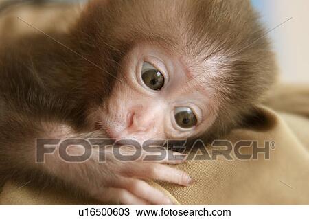A baby monkey View Large Photo Image Stock Image - A baby monkey. Fotosearch
