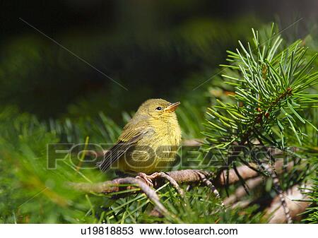 Stock Image - A baby yellow bird. Fotosearch