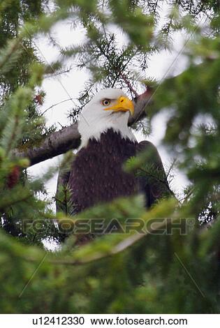 A bald eagle View Large Photo Image Stock Image - A bald eagle. Fotosearch