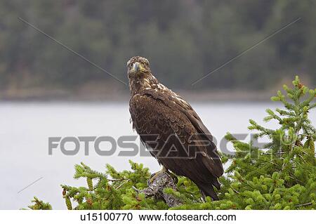 Stock Image - A bald eagle. Fotosearch