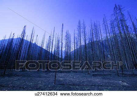 Picture - A bare forest. Fotosearch