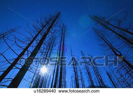 A bare forest View Large Photo Image Stock Image - A bare forest. Fotosearch