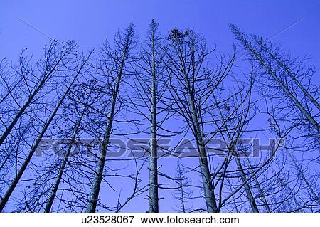 A bare forest View Large Photo Image Stock Photo - A bare forest. Fotosearch