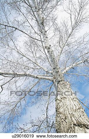 Stock Photo - A bare tree. Fotosearch