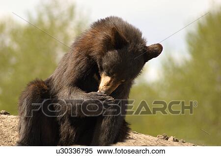 A bear cub View Large Photo Image Stock Photography - A bear cub. Fotosearch