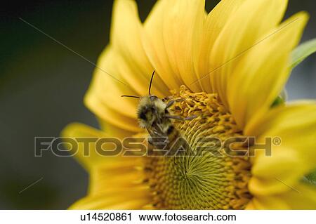 Stock Image - A bee on a sunflower. Fotosearch