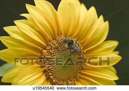 A bee on a sunflower View Large Photo Image Stock Image - A bee on a sunflower. Fotosearch