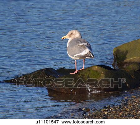 Stock Photo - A bird on a rock. Fotosearch