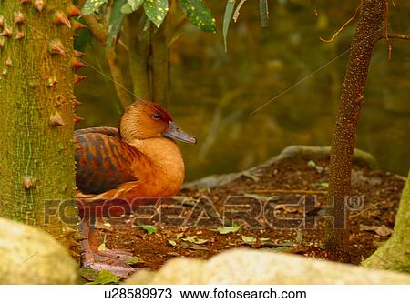 Stock Image - A bird. Fotosearch