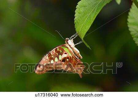 Stock Image - A butterfly on a leaf. Fotosearch