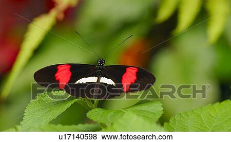 A butterfly View Large Photo Image Stock Photo - A butterfly. Fotosearch