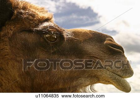 Stock Photography - A camel. Fotosearch