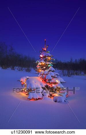 Stock Image - A Christmas tree glowing at night covered in snow. Fotosearch