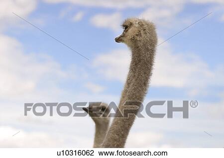 A couple of curious ostriches View Large Photo Image Stock Image - A couple of curious ostriches. Fotosearch