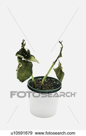 A dead plant View Large Photo Image Stock Photo - A dead plant. Fotosearch
