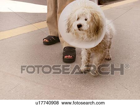 A dog with a cone around his head View Large Photo Image Stock Photo - A dog with a cone around his head. Fotosearch