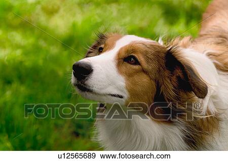 Stock Photo - A dog's face. Fotosearch