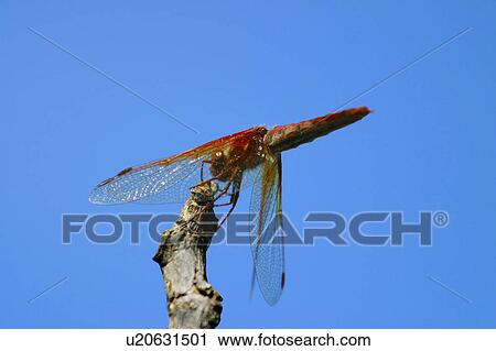 Stock Image - A dragonfly. Fotosearch