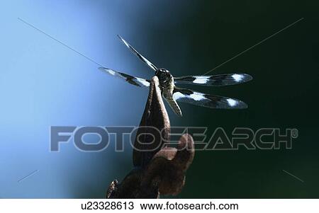A dragonfly View Large Photo Image Stock Image - A dragonfly. Fotosearch
