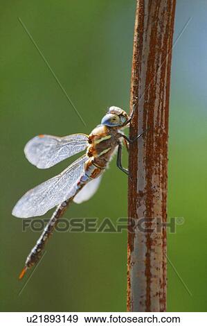 A dragonfly View Large Photo Image Stock Photo - A dragonfly. Fotosearch
