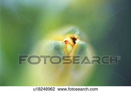 Stock Image - A flower bud opens. Fotosearch