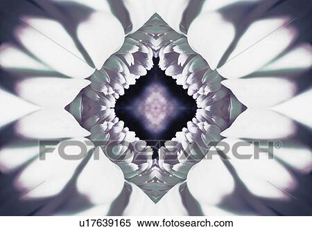 A flower kaleidoscope View Large Photo Image Stock Photography - A flower kaleidoscope. Fotosearch