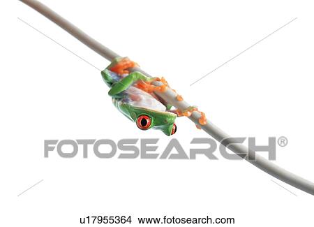 A frog hanging on View Large Photo Image Picture - A frog hanging on. Fotosearch